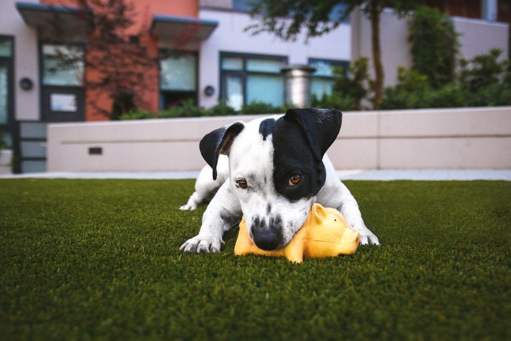 Best Downtown Toronto Dog Parks | The Christine Cowern Team